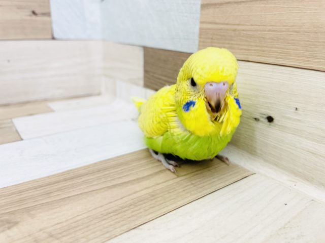 ジャンボセキセイインコ