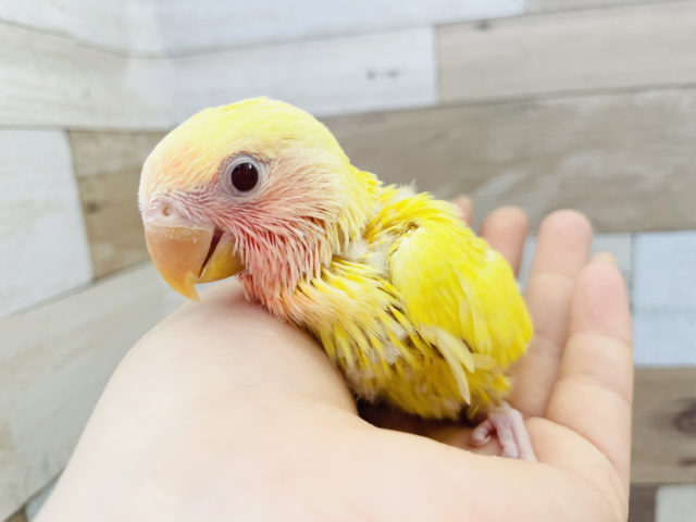 コザクラインコ（小桜インコ）