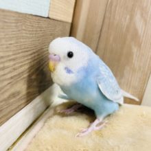 超ホヤホヤ最新画像☆爽やかブルー♪アピール得意なセキセイインコスパングル