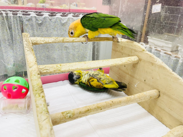 ズグロシロハラインコ