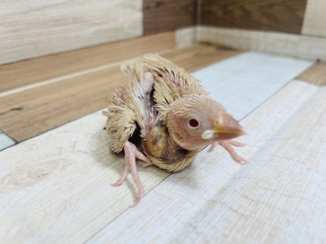 人気な文鳥さんが来てくれました♪ シナモン文鳥！