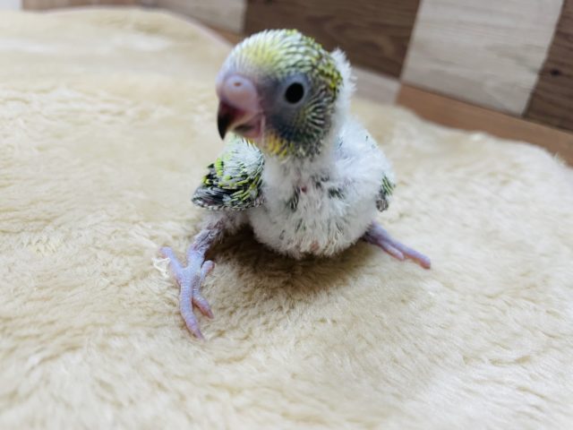 セキセイインコ