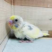 淡い色がとっても綺麗♪ セキセイインコ パステルレインボーハルクイン！