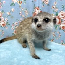 ミーアキャットお久しぶりの入舎です✨  12/21