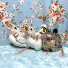 文鳥ちゃん達入舎🌟  12/1