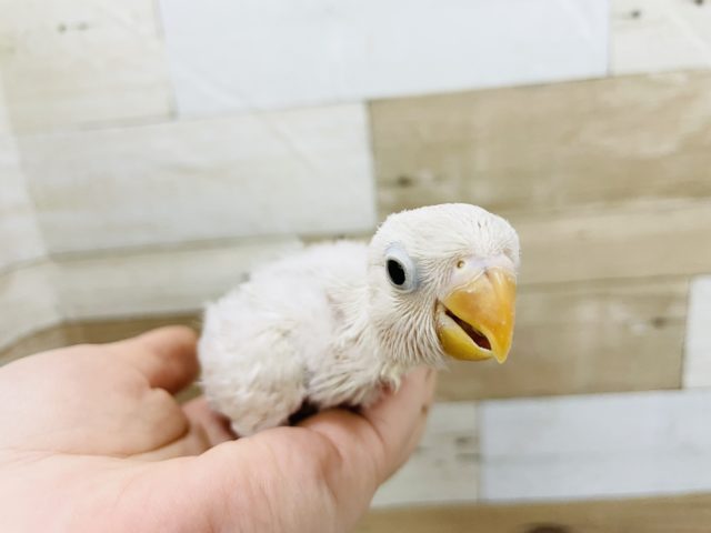 ボタンインコ