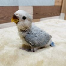 レアカラーのヒナ来ました☆コザクラインコのパステルブルーオパーリン！！