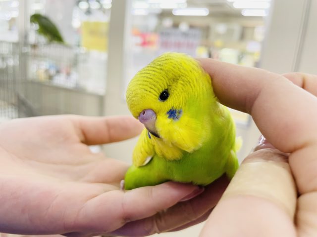 ジャンボセキセイインコ