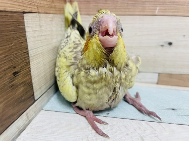 オカメインコ