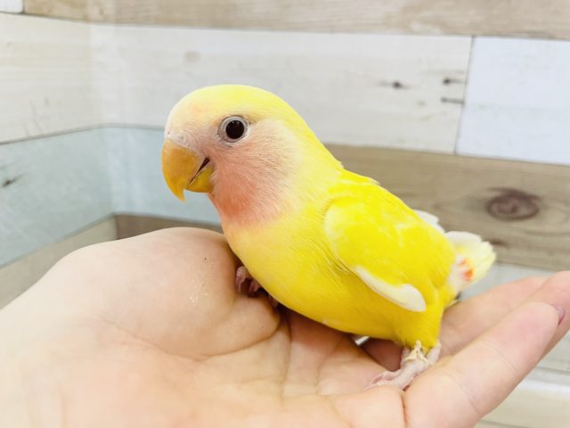 コザクラインコ（小桜インコ）