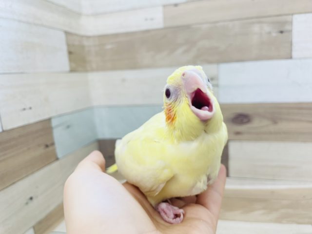 オカメインコ