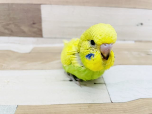 ジャンボセキセイインコ