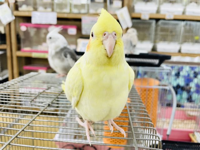 オカメインコ