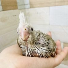可愛いオカメインコヒナ(ホワイトフェイスシナモンパイド)来ました✨