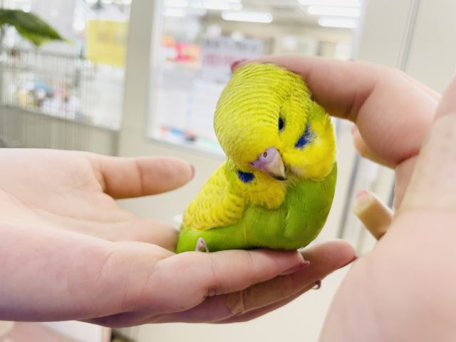 超ホヤホヤ最新画像☆かきかき大好き♥️ご飯くれぇ〜！！ジャンボセキセイインコヒナ(スパングル)