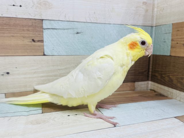 オカメインコ