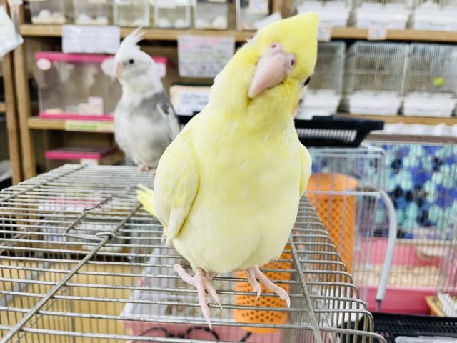 オカメインコ