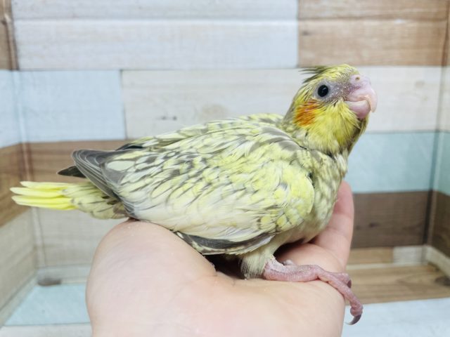 オカメインコ