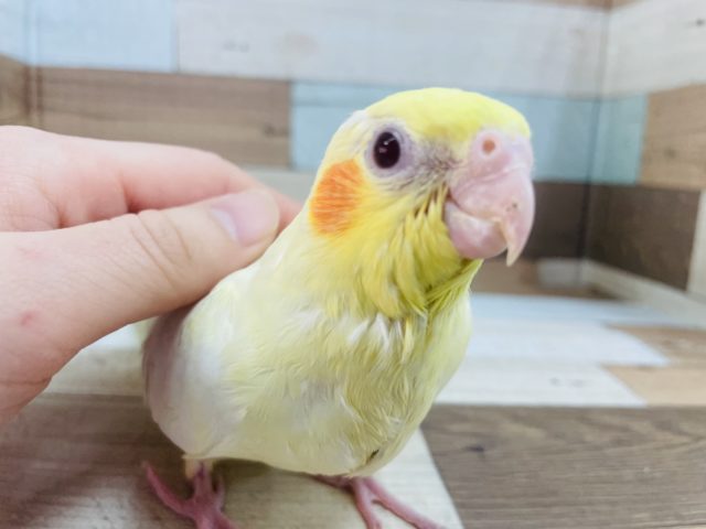 オカメインコ