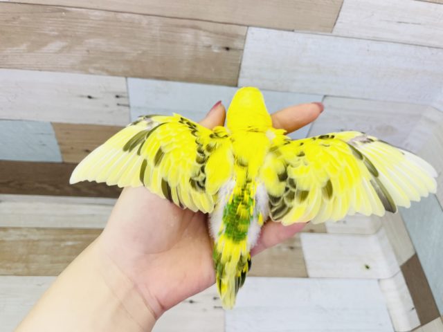 セキセイインコ