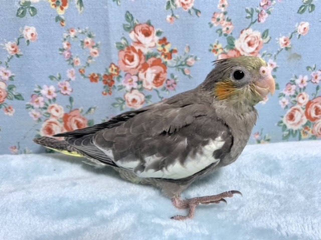 オカメインコ