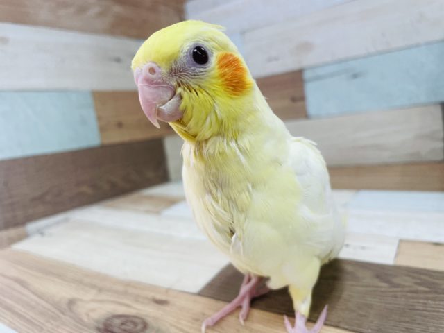 オカメインコ