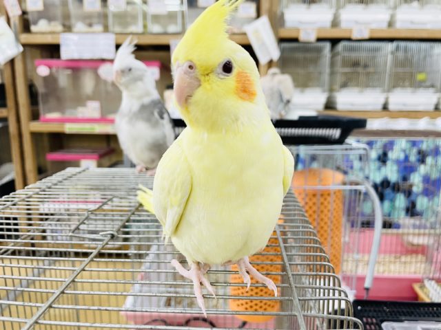 オカメインコ