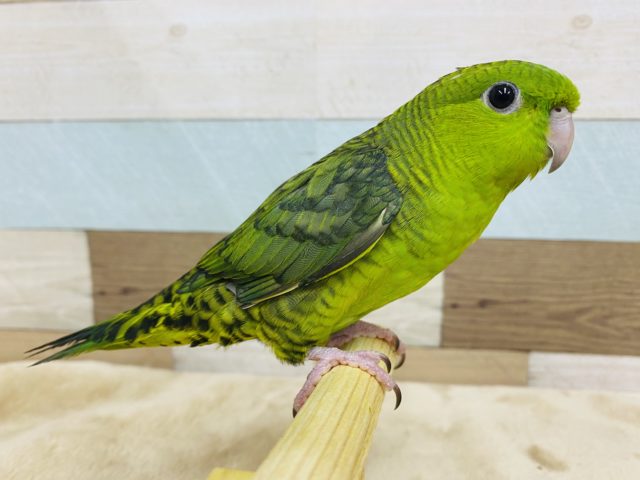 くりっとした目が可愛すぎます！久々にやってきました〜サザナミインコノーマル