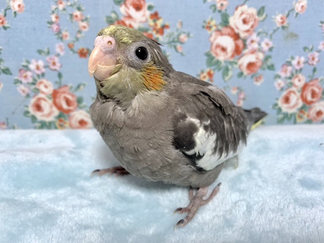 オカメインコ