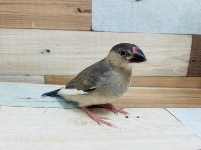 大きく成長しましたよ〜♪ 定番人気！桜文鳥さん！