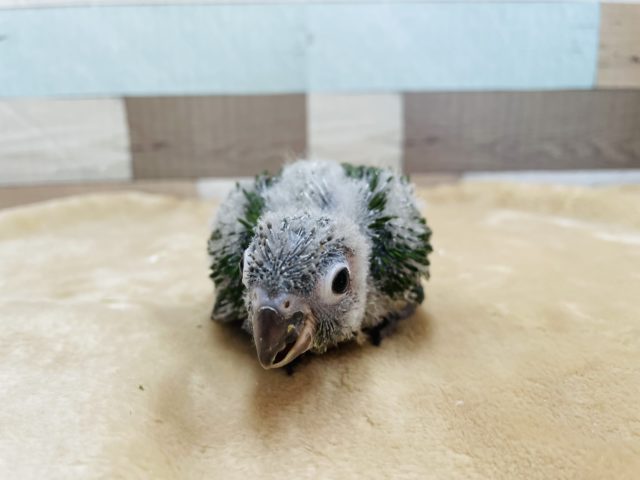 ホオミドリウロコインコ