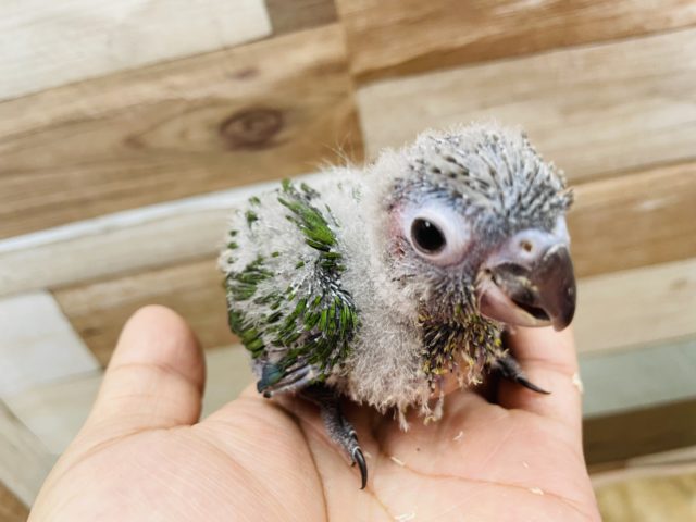 ホオミドリウロコインコ