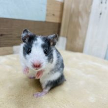 最新画像アップしました！砂浴び大好き☆ドミノハムスターの男の子！