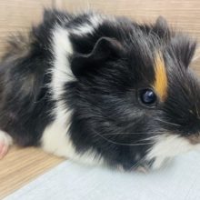 くるんくるん毛並みの！モルモット　アビシニアン！