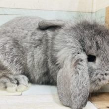 もふもふ好きにはたまらない！？☆ ロップイヤー グレーの男のコ！