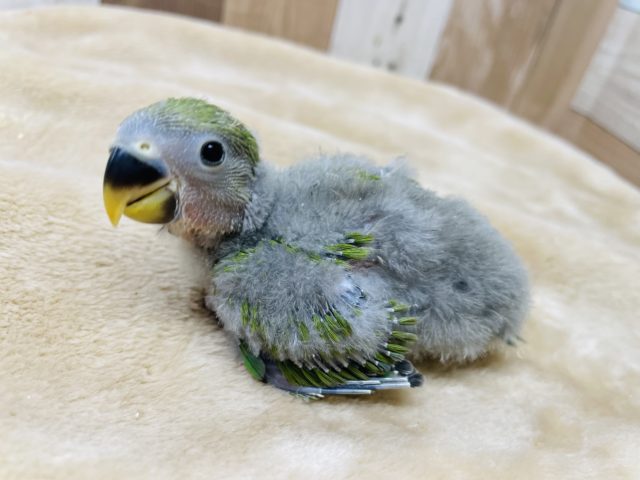 元気いっぱい☆コザクラインコのノーマルカラー！