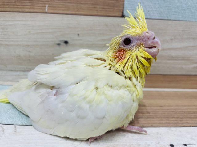 オカメインコ