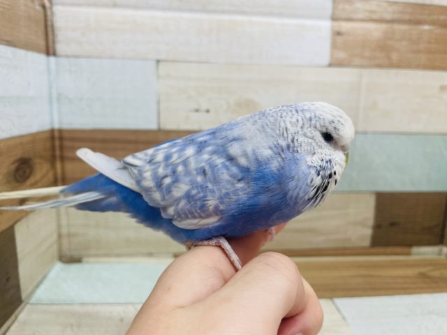 ジャンボセキセイインコ