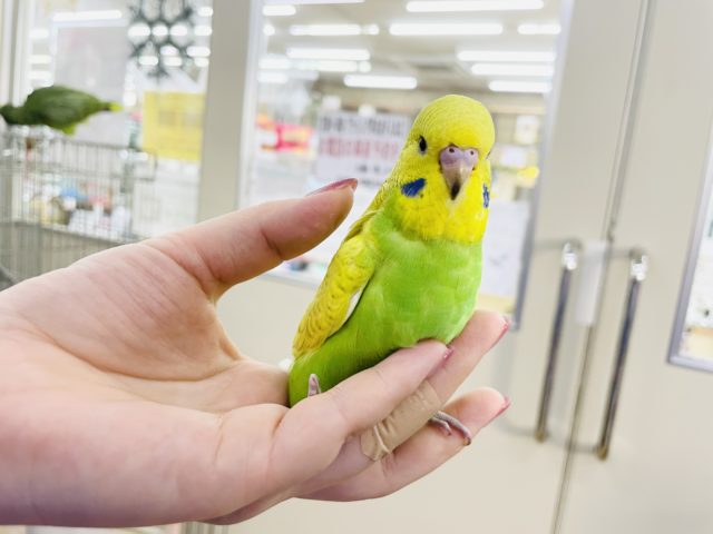 ジャンボセキセイインコ