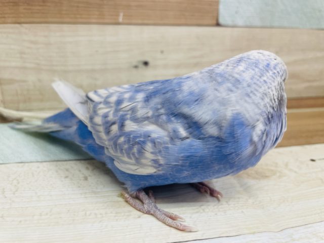 ジャンボセキセイインコ