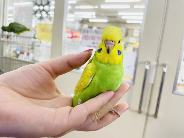 ジャンボセキセイインコ