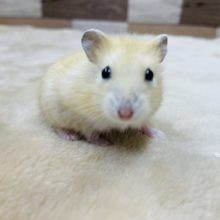 手を差し出すと寄ってきます☆イエロープディングハムスターの男の子！