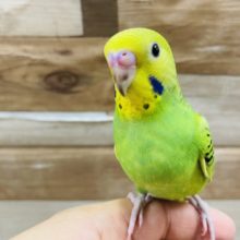 最新画像有り☆成長楽しみなヒナさん☆セキセイインコのオパーリンカラー！