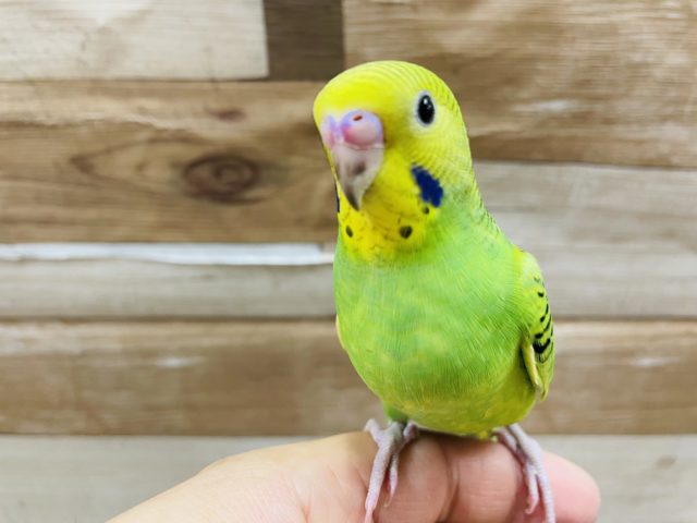 最新画像有り☆成長楽しみなヒナさん☆セキセイインコのオパーリンカラー！