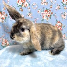 ロップイヤーラビット  女の子  トーティ  12/7