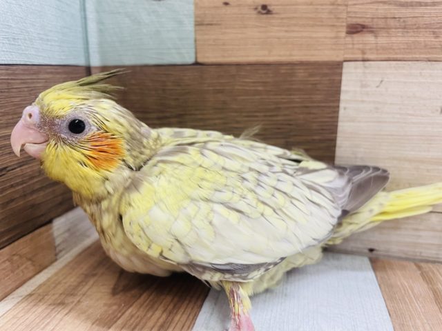 オカメインコ