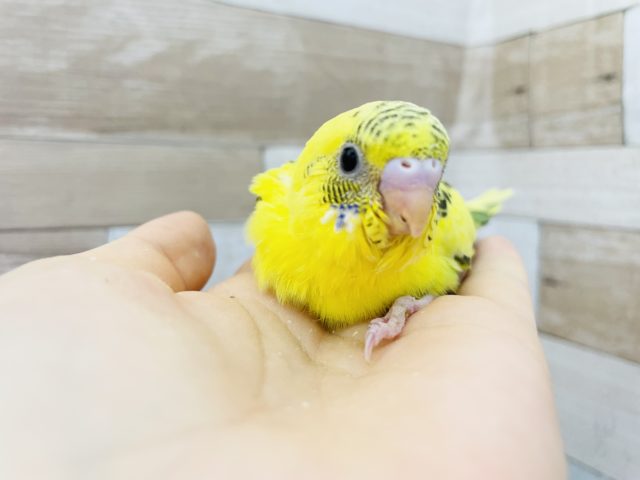 なぜ寄り添うの…？？セキセイインコヒナ(ハルクイン)