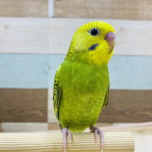 ヒナ餌卒業☆カメラ目線バッチリ！！セキセイインコオパーリン