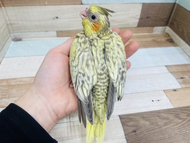 オカメインコ