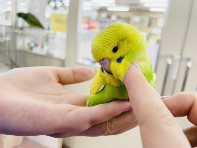 ジャンボセキセイインコ